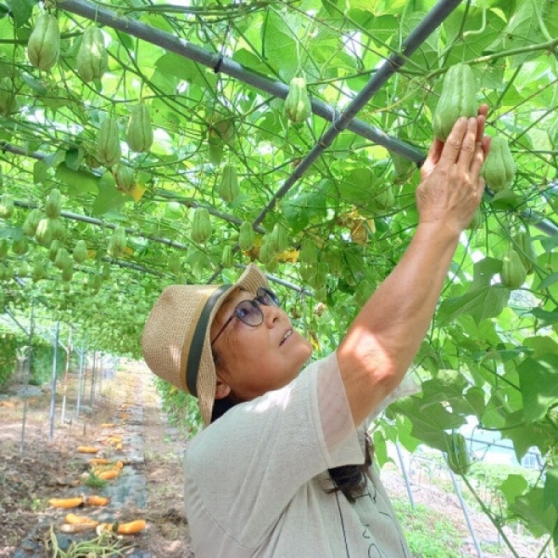 우렁각시농장,평창 우렁각시농장 차요테 2kg